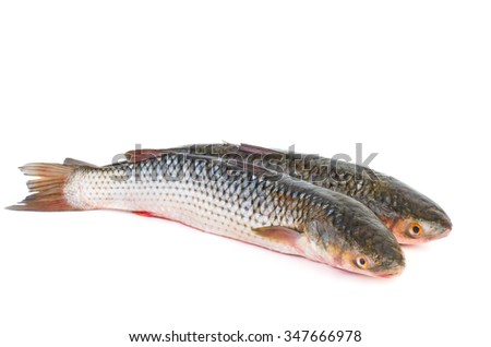 Two fresh redlip mullet fish isolated on white background