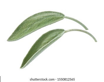 Two Fresh Sage Leaves, Isolated