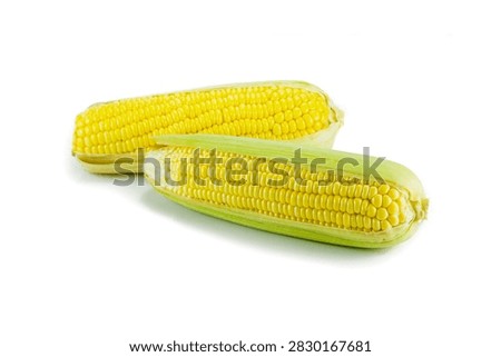 Two fresh sweet corn cobs isolated on white background. Organic yellow corn with green husks for cooking, agriculture, and food concepts.
