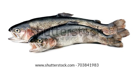 Two fresh trout fishes isolated on white background