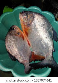 Two Fresh Water Bramidae Catched By Fishing