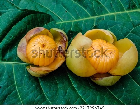 Two fresh and yellow fruit on green leaves have sour taste. In Indonesia many people usually called it Jongi or Dengen. This fruit included in wild fruit