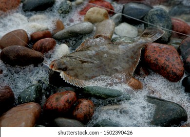 Two freshly caught Baltic flounder on the colorful stones and over white water foam, Baltic flounder fishing, sea background