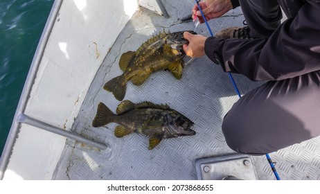 Two Freshly Caught Sea Bass Lie On The Metal Deck Of The Yacht. Spiny Fins, Spotted Coloration. The Man Takes The Fish Off The Hook. Kamchatka