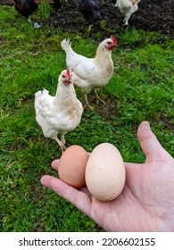 Two Freshly Laid Eggs Freerange Chickens Stock Photo 2206602155 ...