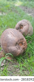 two freshly picked coconuts are resting on the grass beside the house