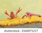 Two freshwater crayfish are hunting for prey on moss growing on the riverbank. This aquatic animal has the scientific name Cherax quadricarinatus.