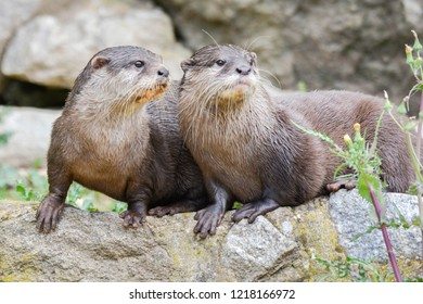 Two Freshwater Otters
