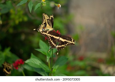 Two Friendly Butterflies Flying Around