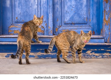 Two friendly cats, coat pattern patched tabbies, standing together at an old blue wooden house entrance door, Greece - Shutterstock ID 2251824673
