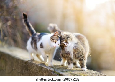 Two friendly cats on spring 