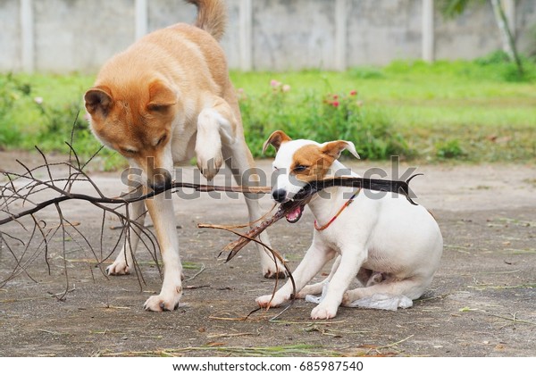 Two Friendly Dogs Jack Russell Terrier Stock Photo Edit Now
