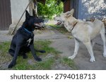 Two friendly dogs playing and interacting with each other outdoors, Black dog and light-colored dog looking at each other in the yard.