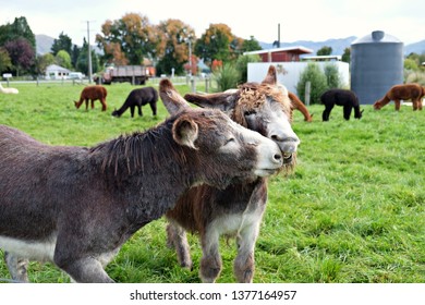 Two friendly mule