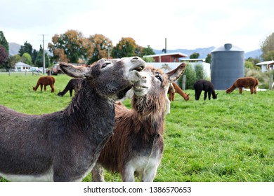 Two friendly mule in the farm.