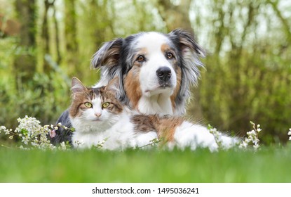 Two friends: Australian Shepherd and cat.