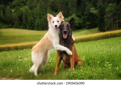 Two Friends Border Collie And Malinois Sit With Their Arms Around Each Other