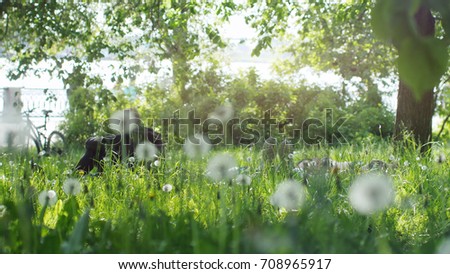 Two friends feet lying on grass in the park on sunny summer day on blurred dandelion on foreground