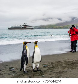 Two Friends Of King Penguins In Front Of An Antarctic Expedition Cruise Ship,  South Georgia