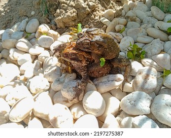 Two Frog Mating In Thailand