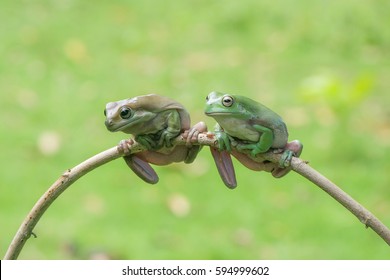 Two Frogs