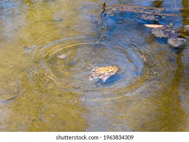 Two Frogs Floating On Water