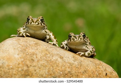 Two Frogs And A Fly