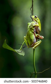 Two Frogs Hugging