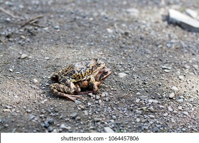Two frogs making love on the road near mountains forest lake