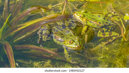 Two Frogs On Clear Water Surface