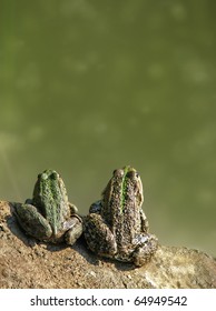 Two Frogs On A Pond