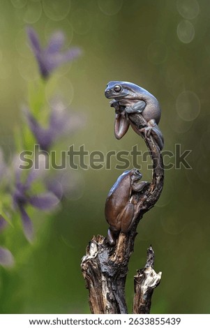 two frogs on the tree