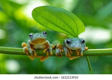 CUTE FROG DOUBLE