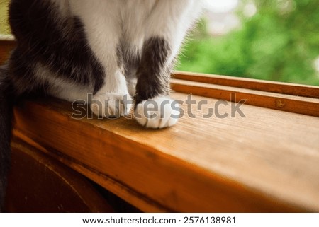 two front paws of a cat, a cat is sitting on a wooden window sill