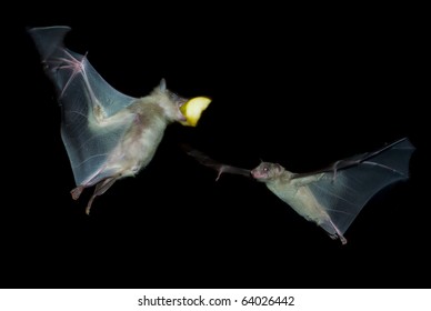 Two Fruit Bats Eating And Fighting For Food