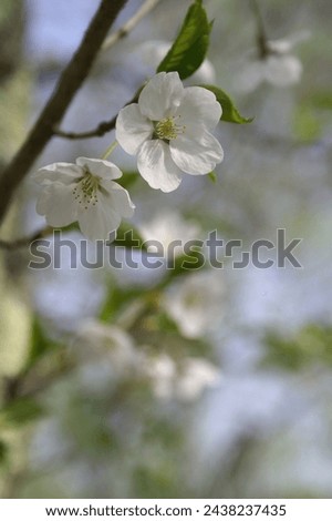 Similar – Image, Stock Photo Cherry Time No. 2 cherries