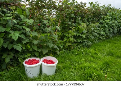 Two full buckets of raspberry with raspberry bushes in the background