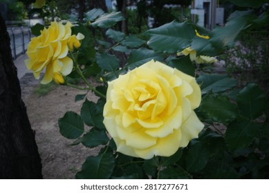 Two fully opened yellow roses bloom on a leafy rose bush in an outdoor garden.