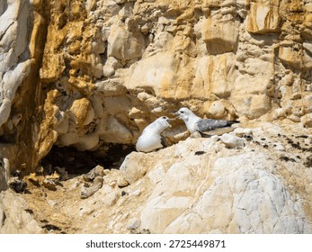 Two Fulmars Pair Bonding on a Cliff