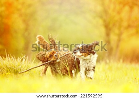 two fun cavalier king charles spaniel dog and puppy running in autumn nature