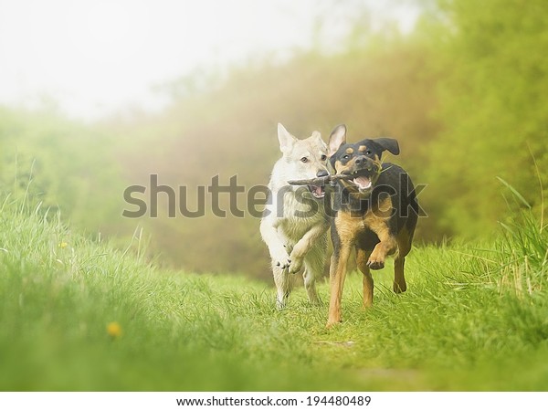 チェコスロバキアン ウルフドッグの子犬ランニンを持つ 楽しい2頭のロットゥイラー犬 の写真素材 今すぐ編集