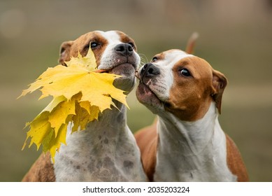 Two Funny American Staffordshire Terrier Dogs Playing With Leaves In Autumn