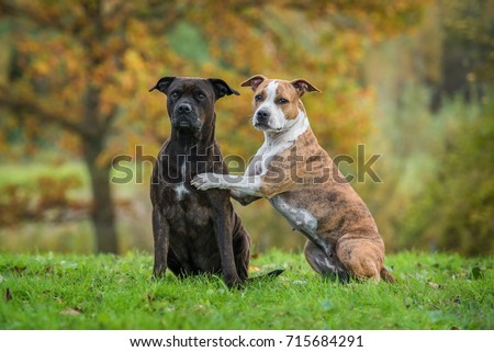 Two funny american staffordshire terrier dogs in autumn