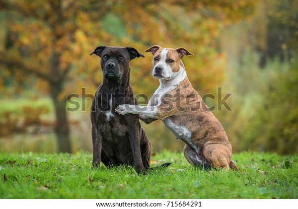 Two\
funny american staffordshire terrier dogs in\
autumn