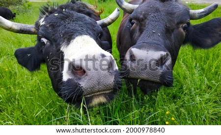 Two funny black cows on green meadow.