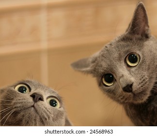 Two Funny Cats Look In Wide Eyed Astonishment