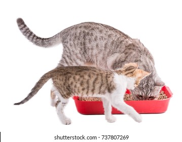 two funny cats playing in a plastic litter box  - Shutterstock ID 737807269