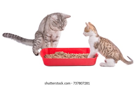 two funny cats playing in a plastic litter box  - Shutterstock ID 737807281