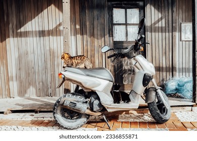 Two funny Cats taking some rest on a scooter parked near a wooden fisherman's house on a sunny day. Traveling in Portugal. Selective focus.