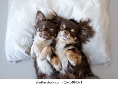 Chihuahua sleep Images, Stock Photos & Vectors | Shutterstock